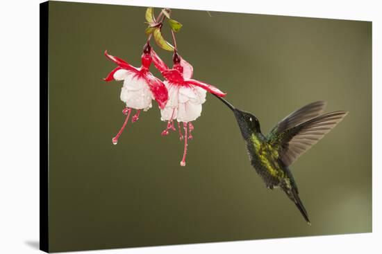 Rivoli's hummingbird nectaring on Fuchsia flower, Costa Rica-Paul Hobson-Stretched Canvas