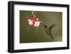 Rivoli's hummingbird nectaring on Fuchsia flower, Costa Rica-Paul Hobson-Framed Photographic Print