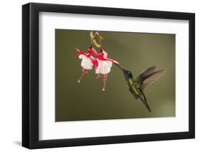 Rivoli's hummingbird nectaring on Fuchsia flower, Costa Rica-Paul Hobson-Framed Photographic Print