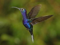 Violet Sabrewing Hummingbird-rkhalil-Photographic Print