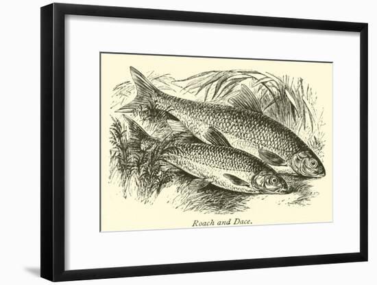 Roach and Dace-null-Framed Giclee Print