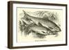 Roach and Dace-null-Framed Giclee Print