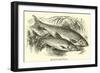 Roach and Dace-null-Framed Giclee Print