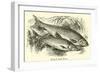 Roach and Dace-null-Framed Giclee Print