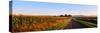 Road Along Rural Cornfield, Illinois, USA-null-Stretched Canvas