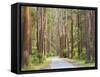 Road and Mountain Ash Trees, Yarra Ranges National Park, Victoria, Australia, Pacific-Jochen Schlenker-Framed Stretched Canvas