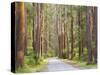 Road and Mountain Ash Trees, Yarra Ranges National Park, Victoria, Australia, Pacific-Jochen Schlenker-Stretched Canvas