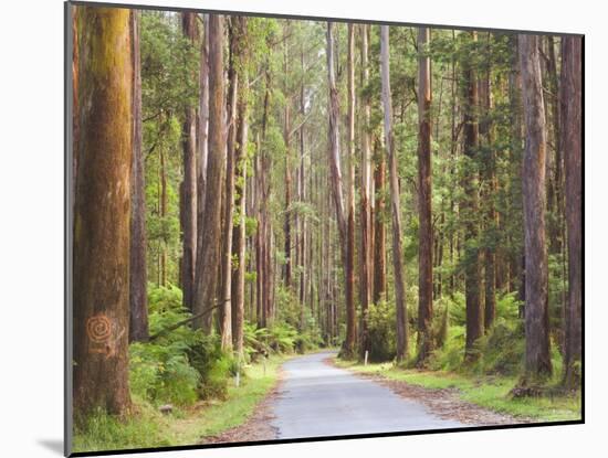 Road and Mountain Ash Trees, Yarra Ranges National Park, Victoria, Australia, Pacific-Jochen Schlenker-Mounted Photographic Print