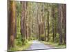 Road and Mountain Ash Trees, Yarra Ranges National Park, Victoria, Australia, Pacific-Jochen Schlenker-Mounted Photographic Print