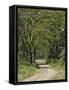 Road beneath Yellow Fever Acacia, Lake Nakuru National Park, Kenya-Adam Jones-Framed Stretched Canvas