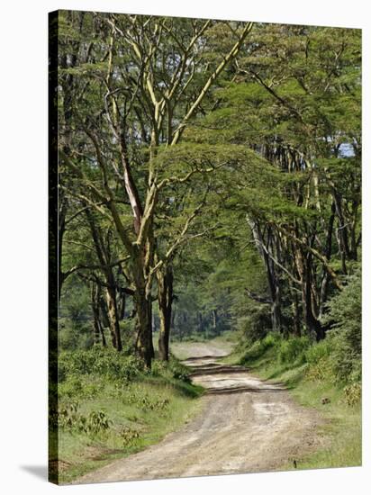 Road beneath Yellow Fever Acacia, Lake Nakuru National Park, Kenya-Adam Jones-Stretched Canvas