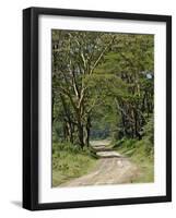 Road beneath Yellow Fever Acacia, Lake Nakuru National Park, Kenya-Adam Jones-Framed Photographic Print