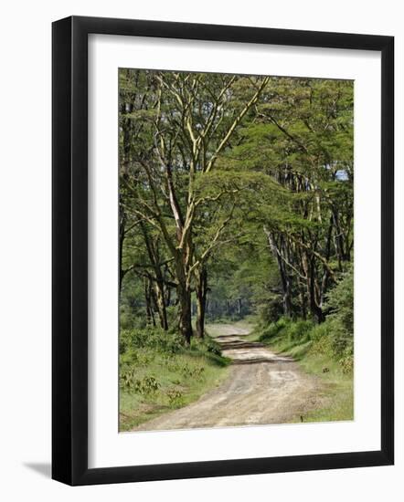 Road beneath Yellow Fever Acacia, Lake Nakuru National Park, Kenya-Adam Jones-Framed Photographic Print