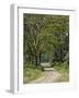 Road beneath Yellow Fever Acacia, Lake Nakuru National Park, Kenya-Adam Jones-Framed Photographic Print