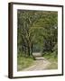 Road beneath Yellow Fever Acacia, Lake Nakuru National Park, Kenya-Adam Jones-Framed Photographic Print