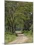 Road beneath Yellow Fever Acacia, Lake Nakuru National Park, Kenya-Adam Jones-Mounted Photographic Print