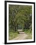 Road beneath Yellow Fever Acacia, Lake Nakuru National Park, Kenya-Adam Jones-Framed Photographic Print