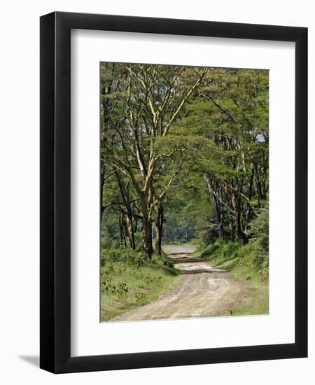 Road beneath Yellow Fever Acacia, Lake Nakuru National Park, Kenya-Adam Jones-Framed Premium Photographic Print