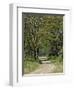 Road beneath Yellow Fever Acacia, Lake Nakuru National Park, Kenya-Adam Jones-Framed Premium Photographic Print