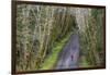 Road bicycling on the Hoh Road in Olympic National Forest, Washington State, USA (MR)-Chuck Haney-Framed Photographic Print