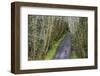 Road bicycling on the Hoh Road in Olympic National Forest, Washington State, USA (MR)-Chuck Haney-Framed Photographic Print