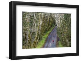 Road bicycling on the Hoh Road in Olympic National Forest, Washington State, USA (MR)-Chuck Haney-Framed Photographic Print