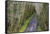 Road bicycling on the Hoh Road in Olympic National Forest, Washington State, USA (MR)-Chuck Haney-Framed Stretched Canvas