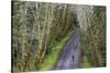 Road bicycling on the Hoh Road in Olympic National Forest, Washington State, USA (MR)-Chuck Haney-Stretched Canvas