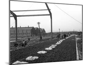 Road Construction Work, Doncaster, South Yorkshire, November 1955-Michael Walters-Mounted Photographic Print