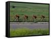 Road Cycling Team in Action-null-Framed Stretched Canvas