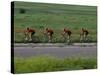 Road Cycling Team in Action-null-Stretched Canvas