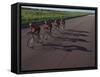 Road Cycling Team in Action-null-Framed Stretched Canvas