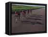 Road Cycling Team in Action-null-Framed Stretched Canvas