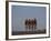 Road Cycling Team in Action-null-Framed Photographic Print