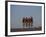 Road Cycling Team in Action-null-Framed Photographic Print