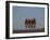 Road Cycling Team in Action-null-Framed Photographic Print