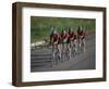 Road Cycling Team in Action-null-Framed Photographic Print