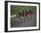 Road Cycling Team in Action-null-Framed Photographic Print