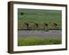 Road Cycling Team in Action-null-Framed Photographic Print