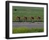 Road Cycling Team in Action-null-Framed Photographic Print