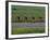 Road Cycling Team in Action-null-Framed Photographic Print