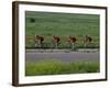 Road Cycling Team in Action-null-Framed Photographic Print