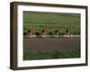 Road Cycling Team in Action-null-Framed Photographic Print