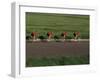 Road Cycling Team in Action-null-Framed Photographic Print