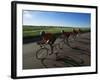 Road Cycling Team in Action-null-Framed Photographic Print