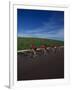 Road Cycling Team in Action-null-Framed Photographic Print