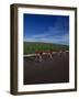 Road Cycling Team in Action-null-Framed Photographic Print