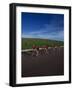 Road Cycling Team in Action-null-Framed Photographic Print