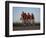 Road Cycling Team in Action-null-Framed Photographic Print