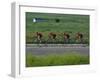 Road Cycling Team in Action-null-Framed Photographic Print